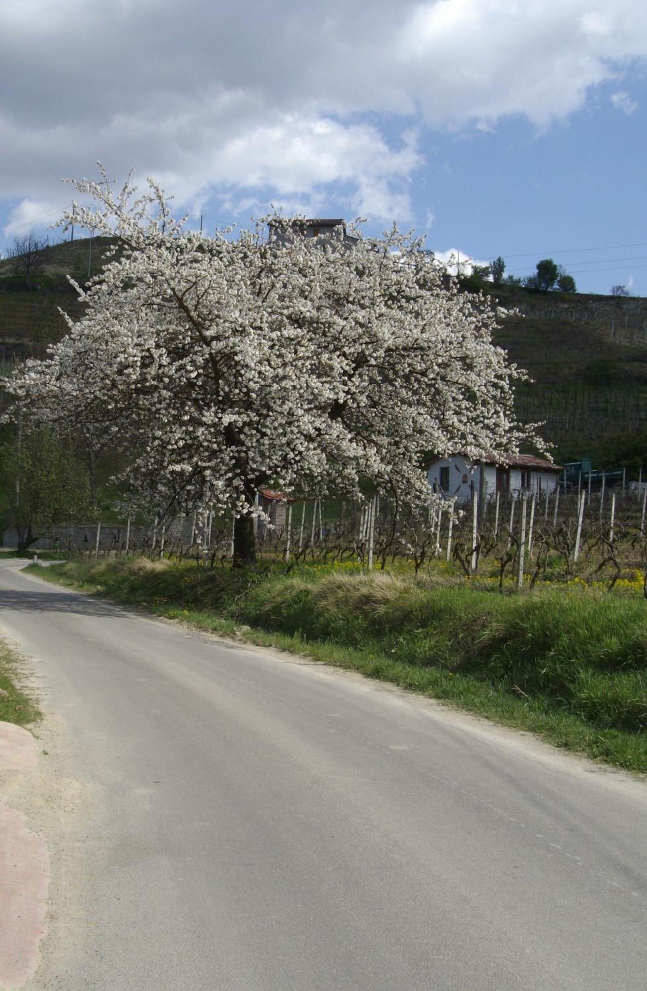 La Martinella Villa Канели Екстериор снимка