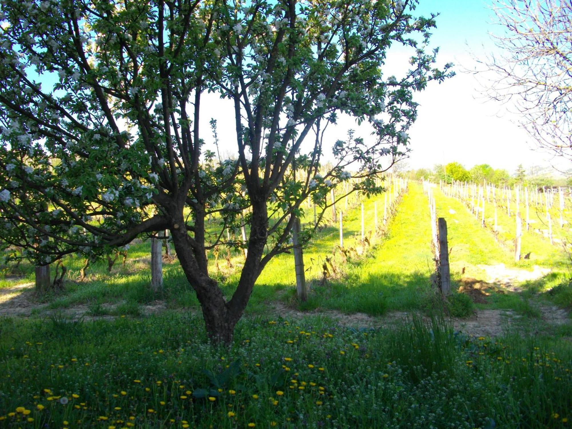 La Martinella Villa Канели Екстериор снимка
